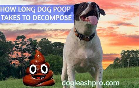 what breaks down dog poop.
